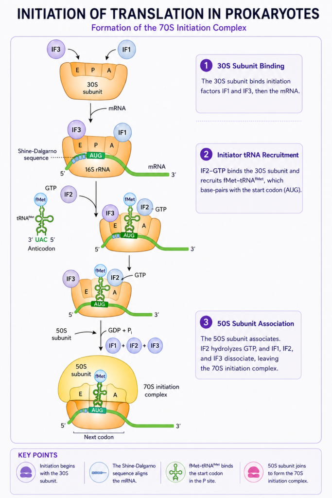 Protein Synthesis: Steps, Process, Genetic Code and Translation | Zoologyverse Diagram showing prokaryotic translation initiation as the 30S ribosomal subunit binds mRNA, IF1 and IF3, recruits fMet-tRNA through IF2-GTP, and joins the 50S subunit to form the 70S initiation complex