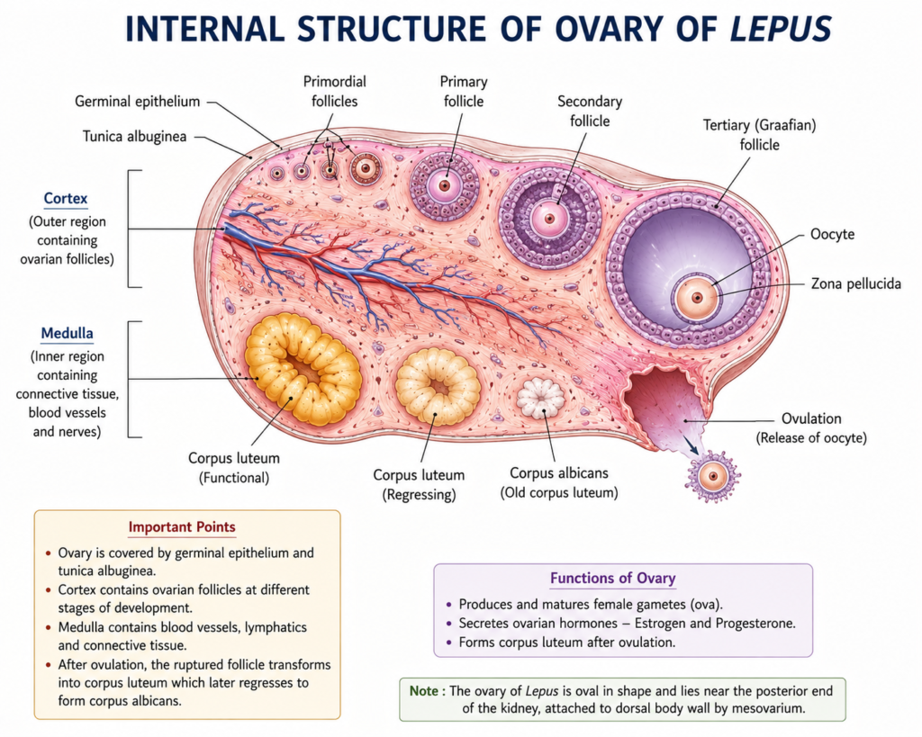 Structure of Female Reproductive System of Lepus | Zoologyverse diagram showing the internal structure of the ovary of Lepus with germinal epithelium, tunica albuginea, cortex, medulla, ovarian follicles, oocyte, corpus luteum, and corpus albicans