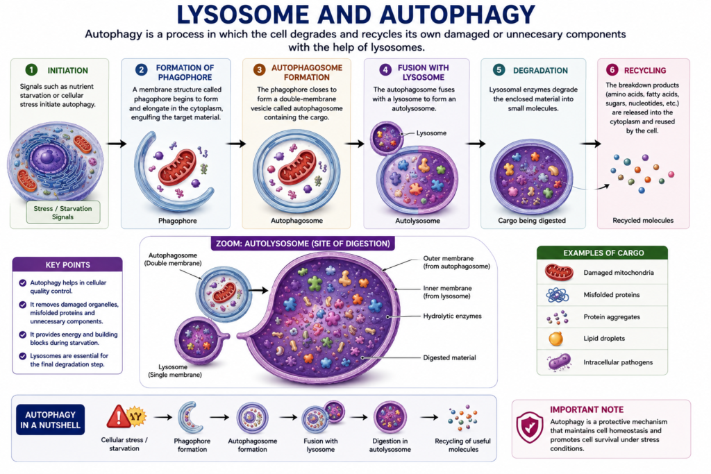 Lysosome – Structure and Functions | Zoologyverse Diagram showing autophagy steps from autophagosome formation and lysosome fusion to degradation and recycling of damaged cellular components
