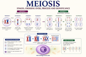 Meiosis: Stages, Process, Crossing Over and Significance