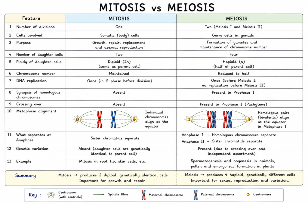 Meiosis: Stages, Process, Crossing Over and Significance | Zoologyverse comparison diagram showing the differences between mitosis and meiosis in chromosome pairing, crossing over, divisions, daughter cells, chromosome number, genetic variation and significance.