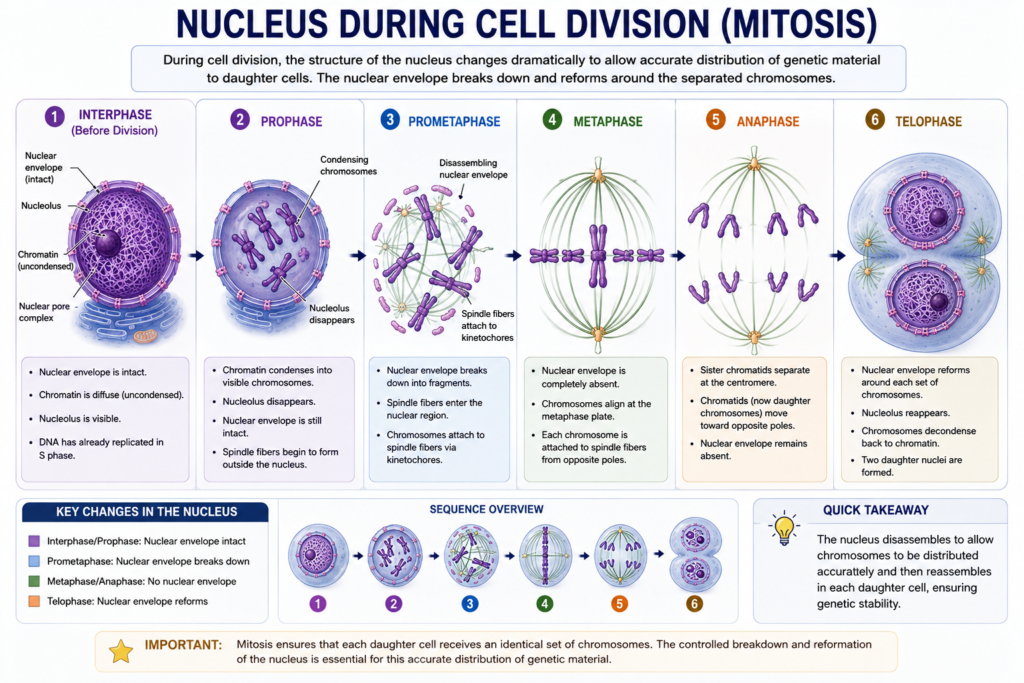 Nucleus – Structure and Functions | Zoologyverse Diagram showing nuclear changes during mitosis including chromosome condensation, nuclear envelope breakdown, chromosome separation, and nuclear reformation