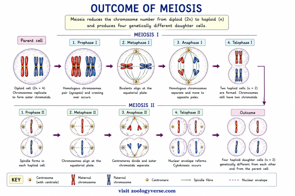 Meiosis: Stages, Process, Crossing Over and Significance | Zoologyverse diagram showing the outcome of meiosis, including reduction of chromosome number and formation of four genetically different haploid cells.