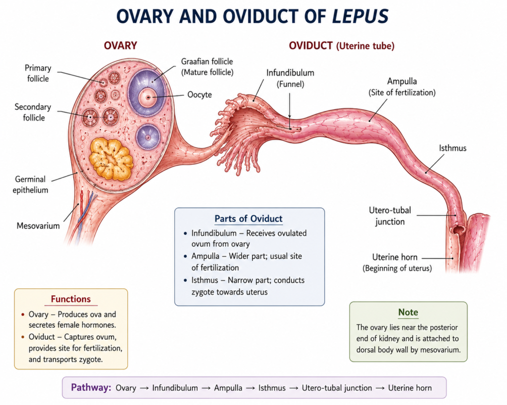 Structure of Female Reproductive System of Lepus | Zoologyverse diagram showing the ovary and oviduct of Lepus, including ovarian follicles, oocyte, infundibulum, ampulla, isthmus, and uterine horn