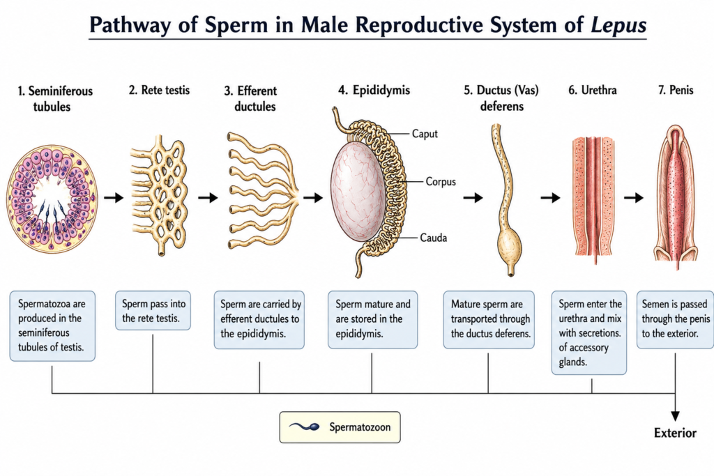 Structure of Male Reproductive System of Lepus | Zoologyverse diagram showing the pathway of sperm from seminiferous tubules through rete testis, efferent ductules, epididymis, ductus deferens, urethra, and penis in Lepus