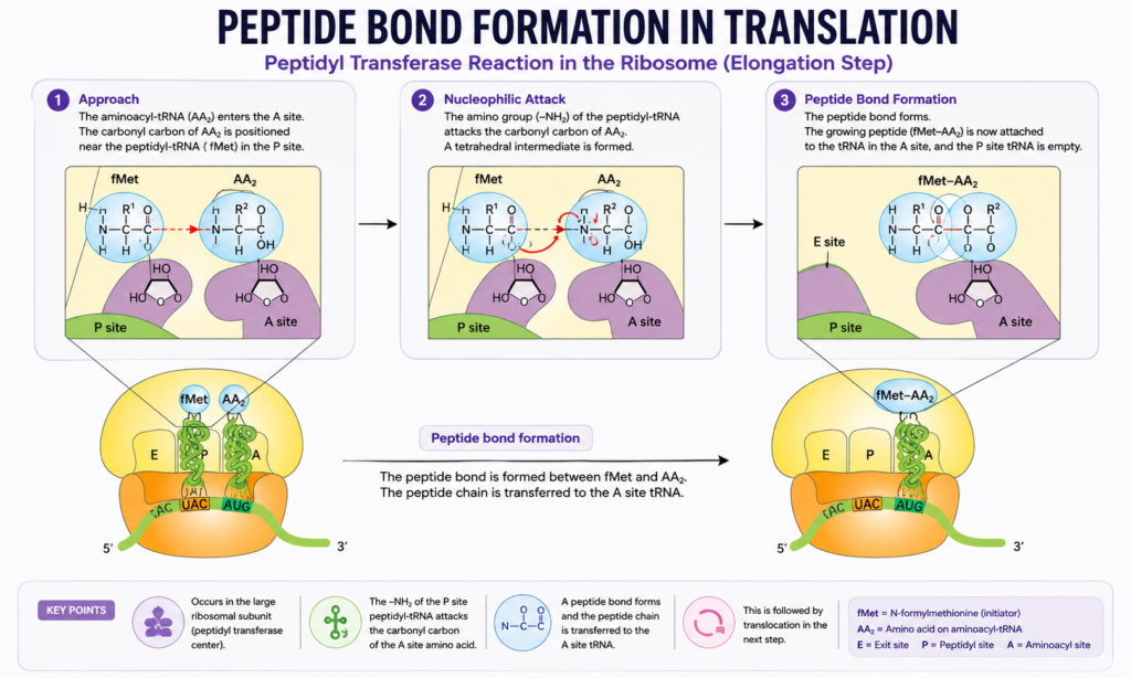 Protein Synthesis: Steps, Process, Genetic Code and Translation | Zoologyverse Diagram showing peptide bond formation during translation as the growing polypeptide transfers from the P-site tRNA to an aminoacyl-tRNA in the A site