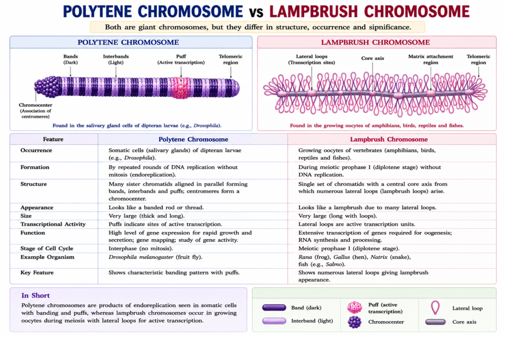 Polytene Chromosomes: Structure, Formation, Functions and Significance | Zoologyverse comparison diagram showing polytene and lampbrush chromosomes with their structures, formation, occurrence, and characteristic bands, puffs, and lateral loops