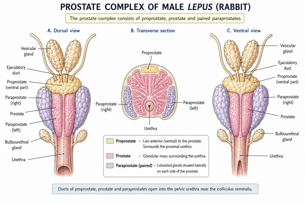 Structure of Male Reproductive System of Lepus | Zoologyverse diagram showing the proprostate, prostate, paired paraprostates, vesicular glands, bulbourethral glands, and urethra in male Lepus