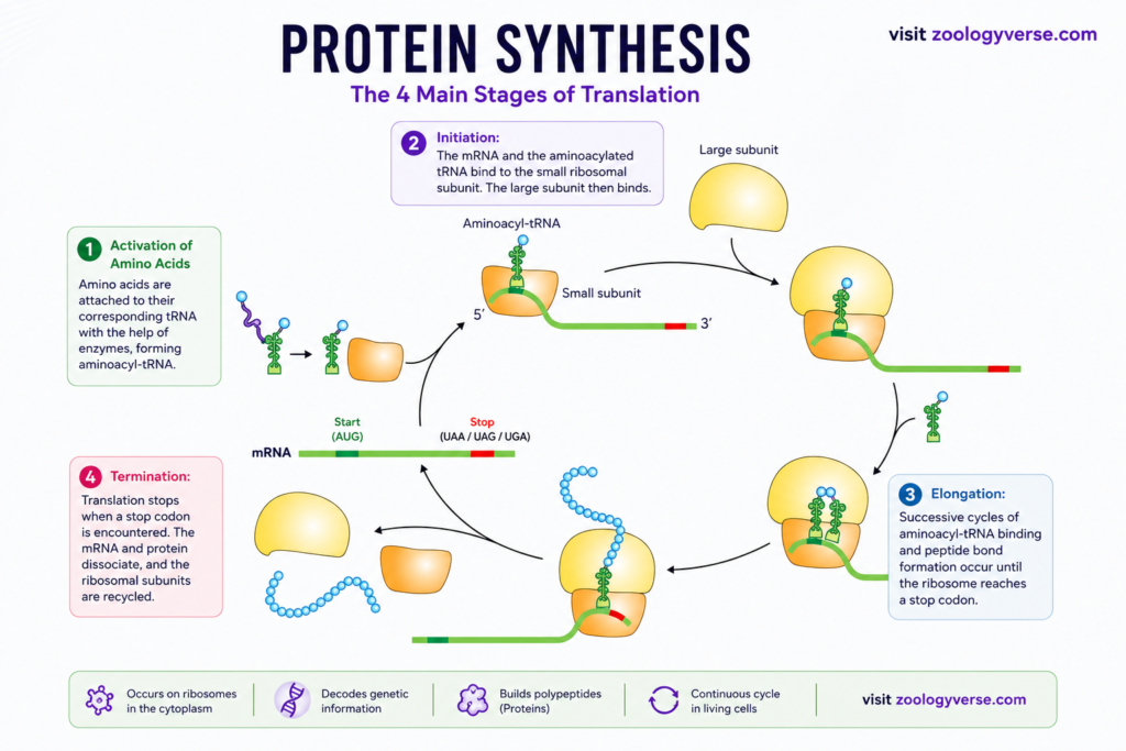 Protein Synthesis: Steps, Process, Genetic Code and Translation | Zoologyverse Protein synthesis diagram showing amino acid activation, translation initiation, elongation, and termination on a ribosome