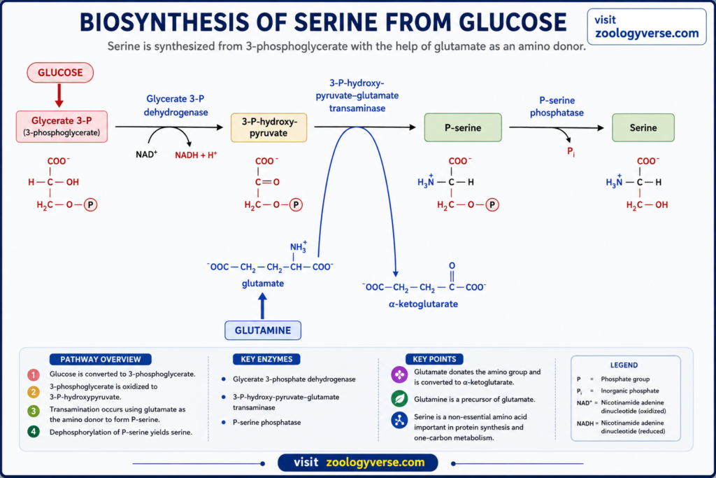 Amino Acid Biosynthesis: Pathways, Precursors and Synthesis | Zoologyverse Diagram showing serine biosynthesis from glucose through 3-phosphoglycerate, 3-phosphohydroxypyruvate, and phosphoserine, with glutamate donating the amino group