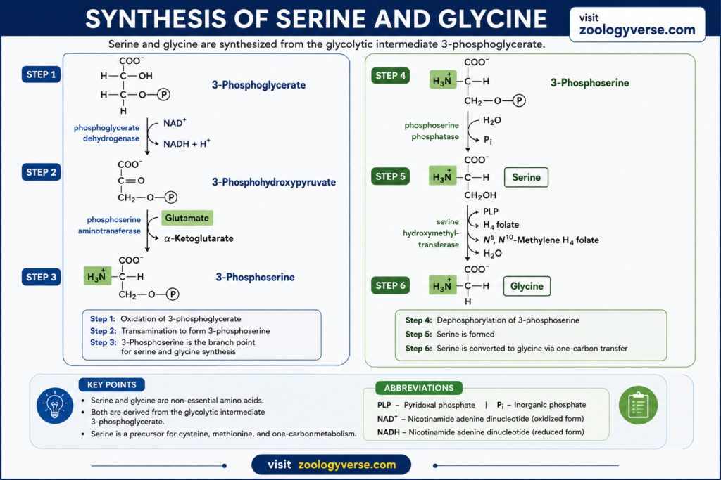 Amino Acid Biosynthesis: Pathways, Precursors and Synthesis | Zoologyverse Diagram showing serine and glycine biosynthesis from 3-phosphoglycerate through 3-phosphohydroxypyruvate and 3-phosphoserine intermediates