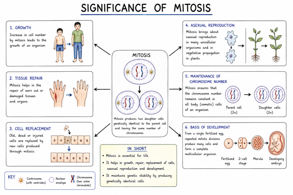 Mitosis: Stages, Process, Significance and Importance | Zoologyverse diagram showing the significance of mitosis in growth, tissue repair, cell replacement, asexual reproduction, chromosome-number maintenance and development.