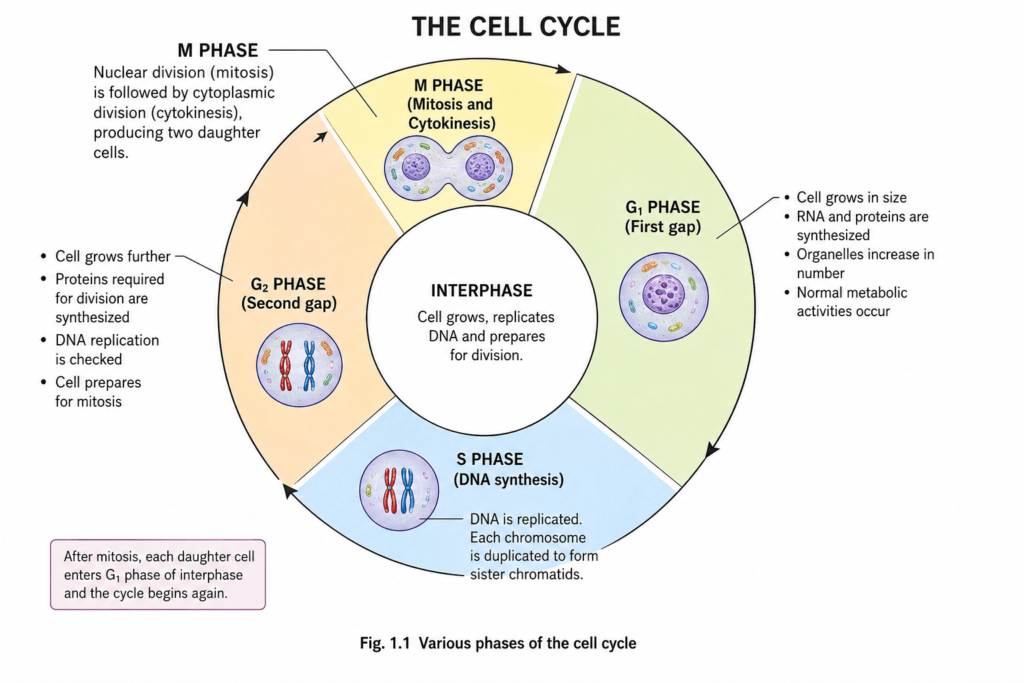 Diagram showing the major phases of the cell cycle including G₁ phase, S phase, G₂ phase, M phase, mitosis, and cytokinesis with their key cellular events.