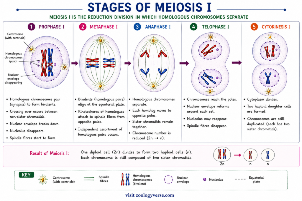 Meiosis: Stages, Process, Crossing Over and Significance | Zoologyverse educational diagram showing Prophase I, Metaphase I, Anaphase I, Telophase I and Cytokinesis I, including homologous chromosome pairing, crossing over and formation of two haploid cells.