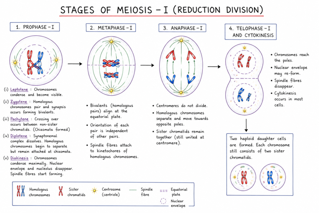 diagram showing the stages of Meiosis I including Prophase I, Metaphase I, Anaphase I, and Telophase I with homologous chromosomes and spindle fibres labeled.