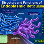 Structure and Functions of Endoplasmic Reticulum