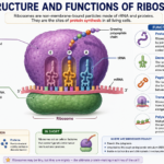 Labeled diagram showing ribosome structure, large and small subunits, mRNA, tRNA, A P and E sites, and protein synthesis