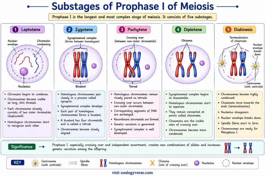 Meiosis: Stages, Process, Crossing Over and Significance | Zoologyverse diagram showing the five substages of Prophase I—Leptotene, Zygotene, Pachytene, Diplotene and Diakinesis—with synapsis, tetrad formation, crossing over and chiasmata.