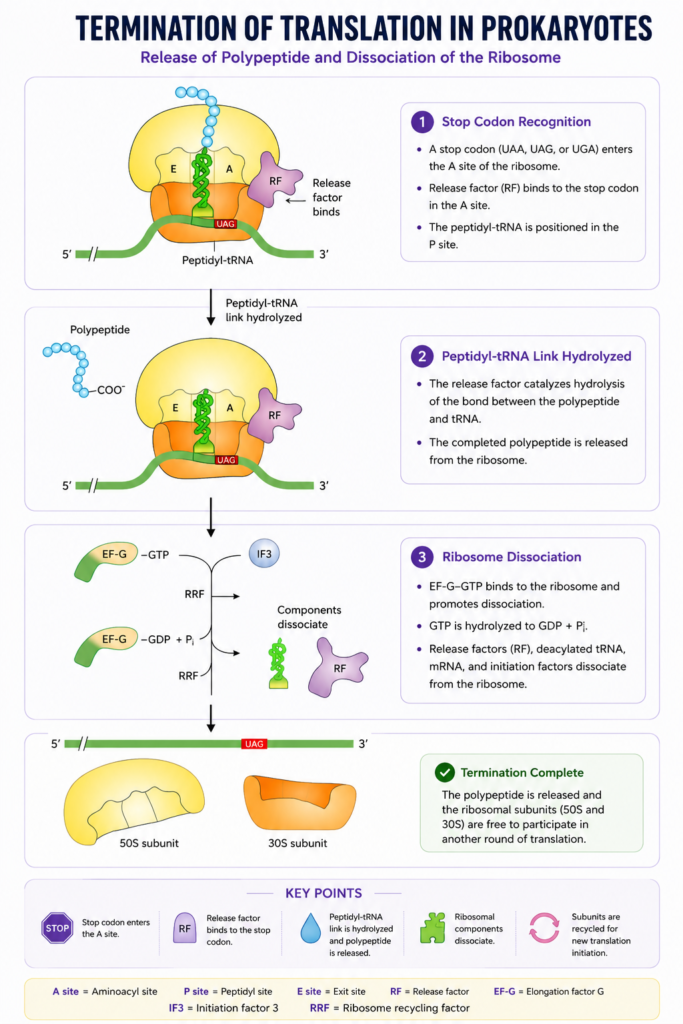 Protein Synthesis: Steps, Process, Genetic Code and Translation | Zoologyverse Diagram showing prokaryotic translation termination as a stop codon enters the A site, release factor releases the polypeptide, and the 70S ribosome dissociates into 50S and 30S subunits