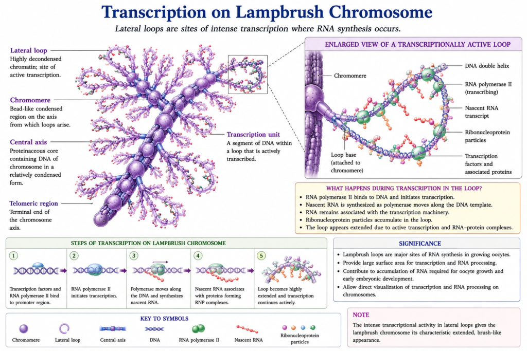 Lampbrush Chromosome: Structure, Formation, Functions and Significance | Zoologyverse diagram showing active transcription on lampbrush chromosome lateral loops with RNA polymerase II and nascent RNA