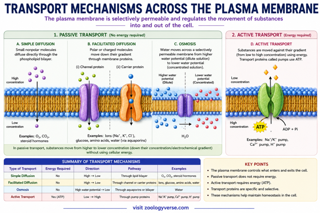 Structure and Functions of Plasma Membrane – Components, Fluid Mosaic Model and Functions | Zoologyverse Diagram showing simple diffusion, facilitated diffusion, osmosis and active transport across the plasma membrane, including concentration gradients, transport proteins and ATP use.