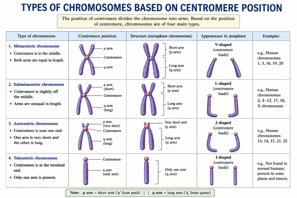 Structure and Functions of Chromosome | Zoologyverse diagram comparing metacentric, submetacentric, acrocentric, and telocentric chromosomes based on centromere position