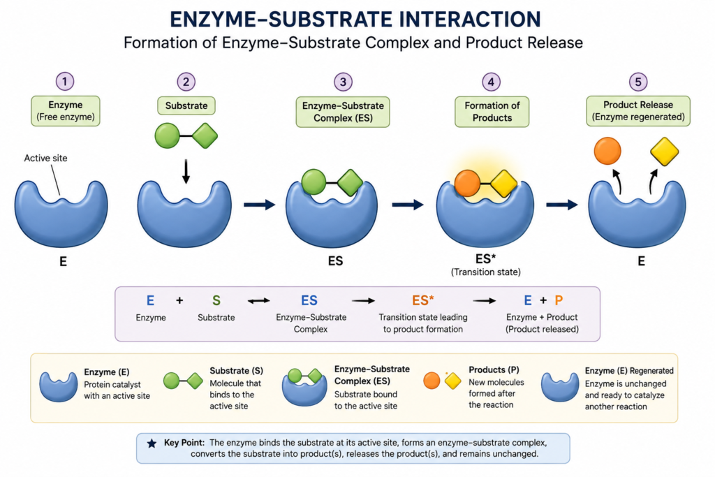 Enzymes: Definition, Classification, Cofactors and Michaelis-Menten Kinetics | Zoologyverse Diagram showing an enzyme binding its substrate at the active site to form an enzyme-substrate complex