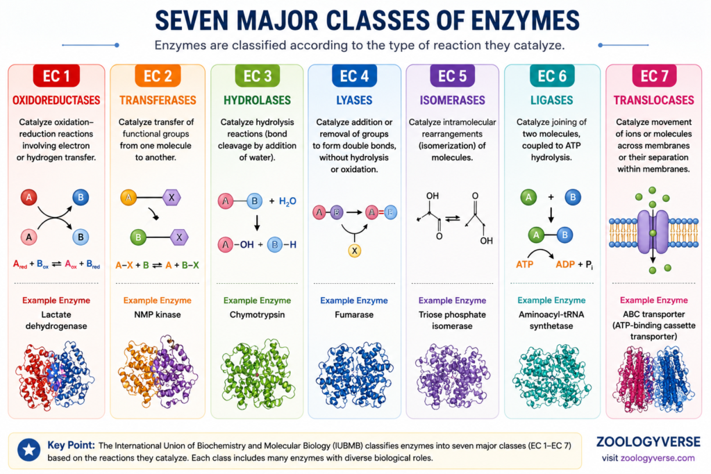 Enzymes: Definition, Classification, Cofactors and Michaelis-Menten Kinetics | Zoologyverse Chart showing the seven major enzyme classes oxidoreductases transferases hydrolases lyases isomerases ligases and translocases