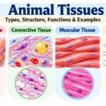 Animal Tissues: Types, Structure, Functions & Examples
