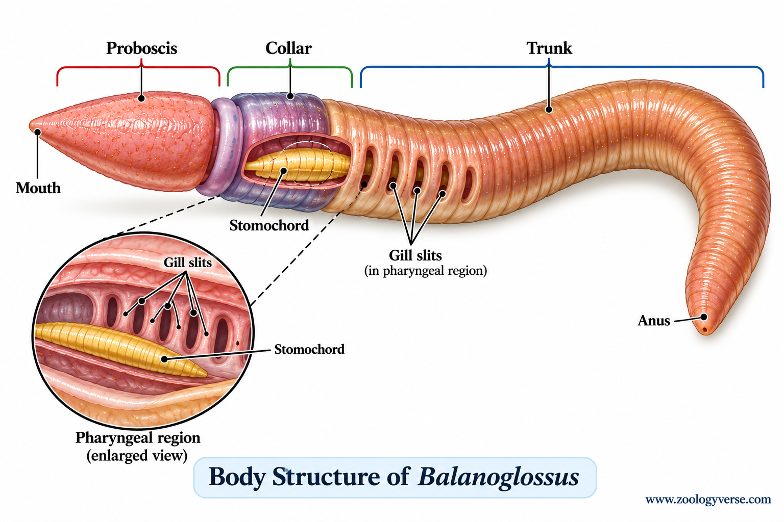 Phylum Hemichordata: Characteristics, Classification & Examples | Zoologyverse Phylum Hemichordata Characteristics, Classification & Examples- Body structure of Balanoglossus showing proboscis, collar, trunk, mouth, pharyngeal region, gill slits, anus and stomochord
