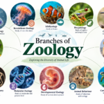 Branches of Zoology: A Complete Guide to the Study of Animal Life