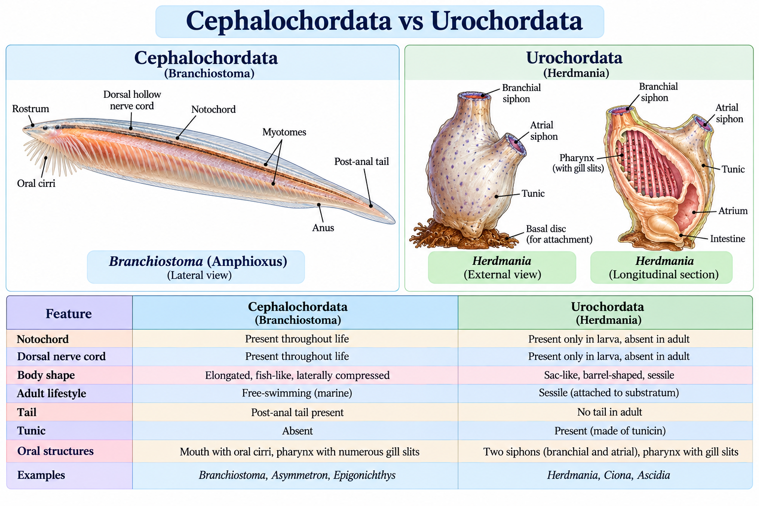 Phylum Cephalochordata: Characteristics, Classification & Examples | Zoologyverse Phylum Cephalochordata vs Urochordata showing differences in notochord, dorsal nerve cord, body shape, adult lifestyle, tail, tunic and oral structures