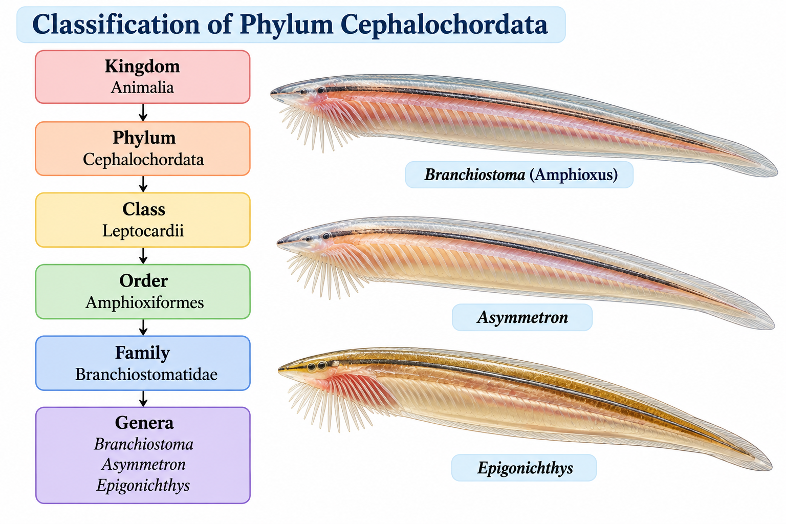 Phylum Cephalochordata: Characteristics, Classification & Examples | Zoologyverse Classification of Phylum Cephalochordata showing Class Leptocardii and examples Branchiostoma, Asymmetron and Epigonichthys
