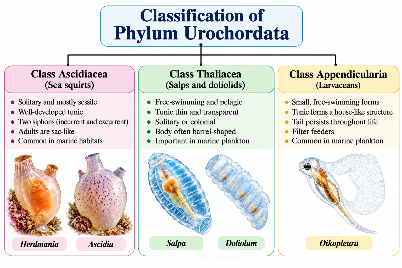 Phylum Urochordata: Characteristics, Classification & Examples | Zoologyverse Classification of Phylum Urochordata (Tunicata) showing Ascidiacea, Thaliacea and Appendicularia with examples Herdmania, Ascidia, Salpa, Doliolum and Oikopleura