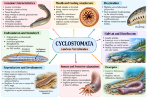 Cyclostomata: Characteristics, Classification, Examples and Features