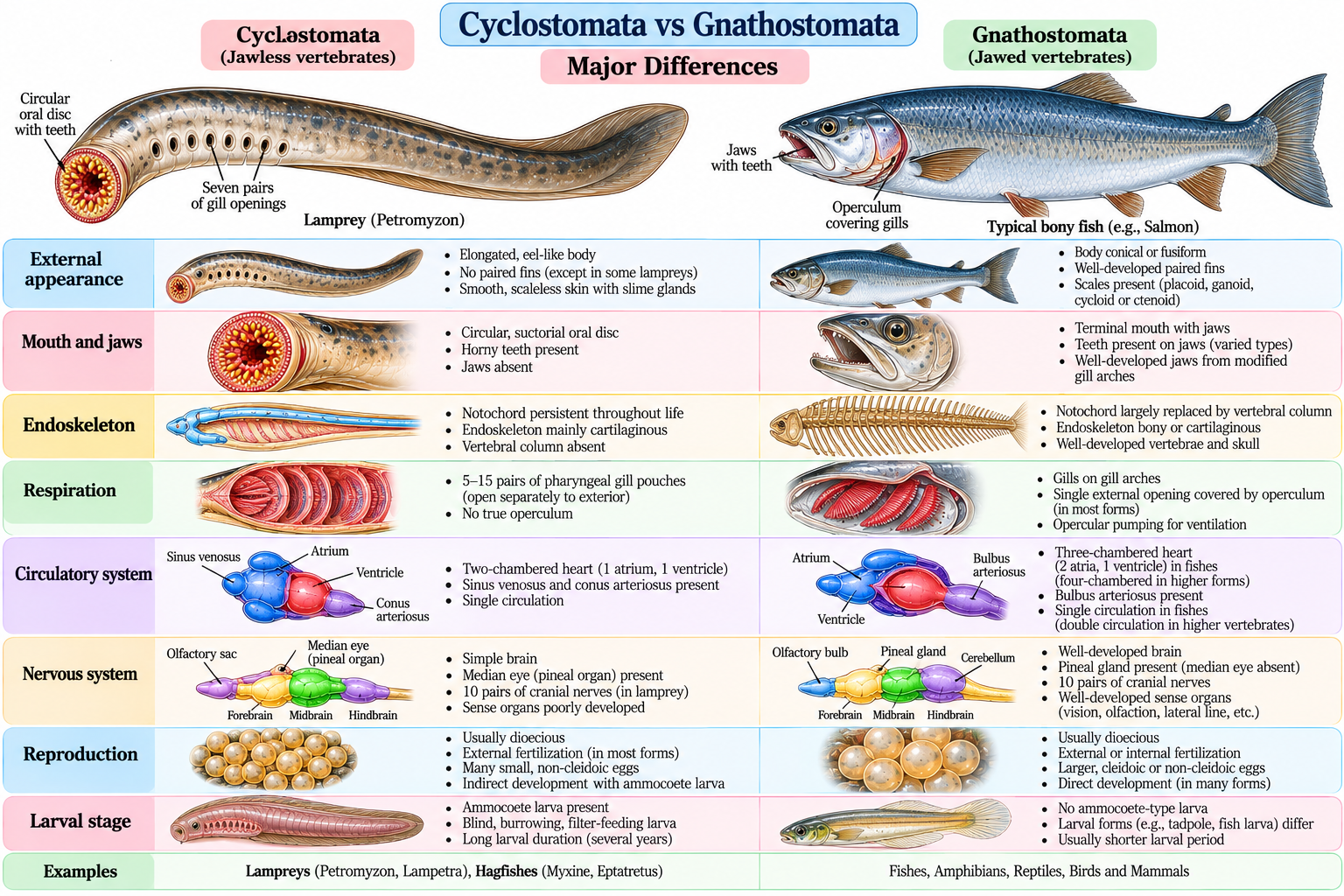 Cyclostomata: Characteristics, Classification, Examples and Features | Zoologyverse Cyclostomata vs Gnathostomata comparison showing differences in jaws, skeleton, fins, respiration, circulation, nervous system and reproduction