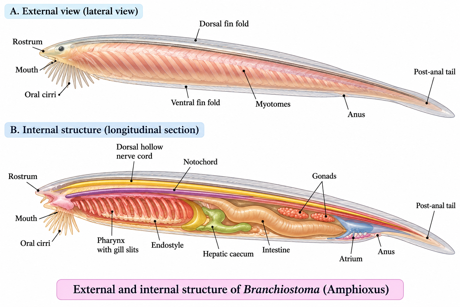 Phylum Cephalochordata: Characteristics, Classification & Examples | Zoologyverse Phylum Cephalochordata showing external and internal structure of Branchiostoma with notochord, dorsal nerve cord, pharynx, gill slits, endostyle, hepatic caecum and myotomes