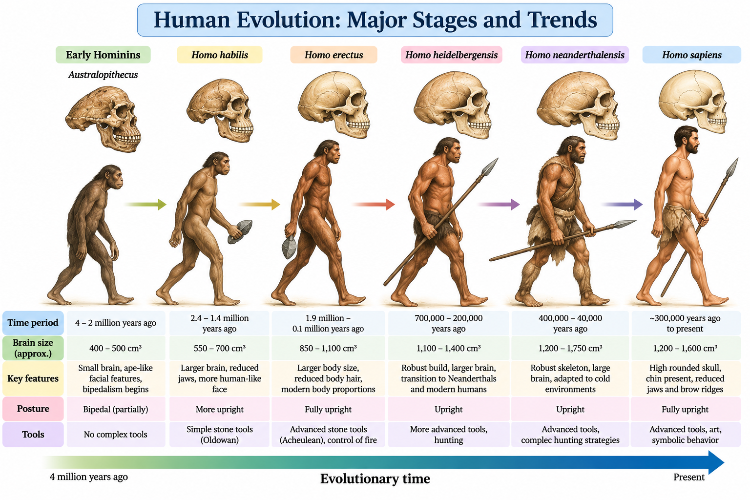Trends in Evolution: Types, Examples & Mechanisms | Zoologyverse Trends in Evolution showing major stages of human evolution from early hominins to Homo sapiens