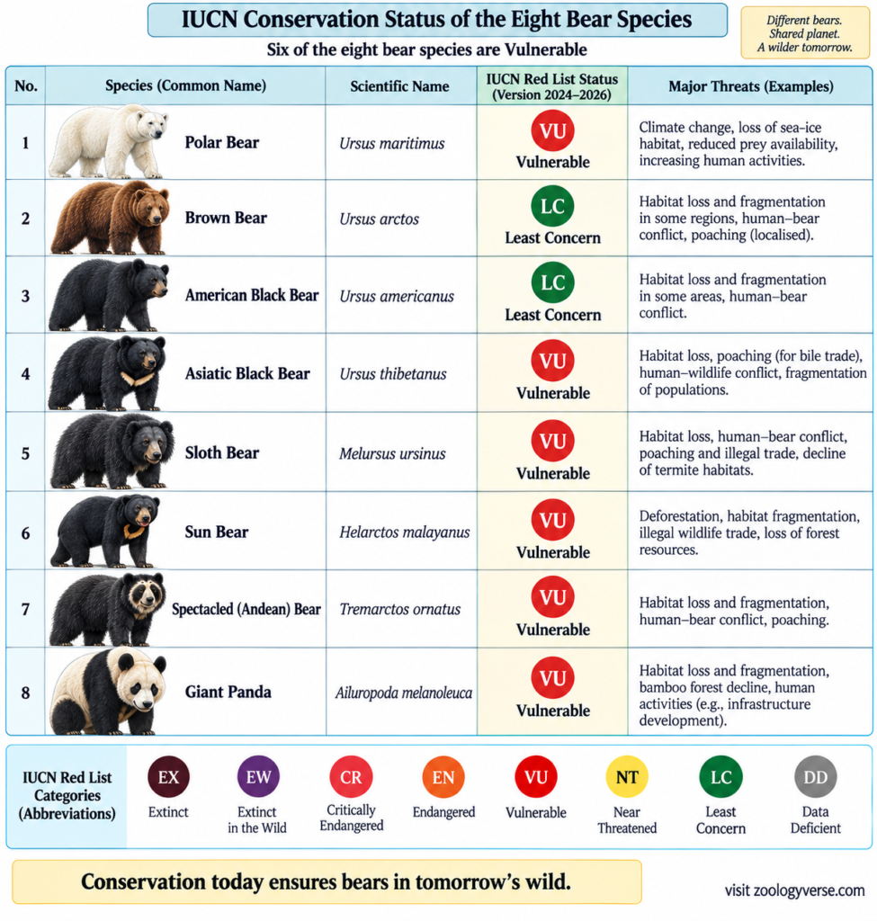 IUCN conservation status chart of eight bear species showing six Vulnerable and two Least Concern species with scientific names and major threats.