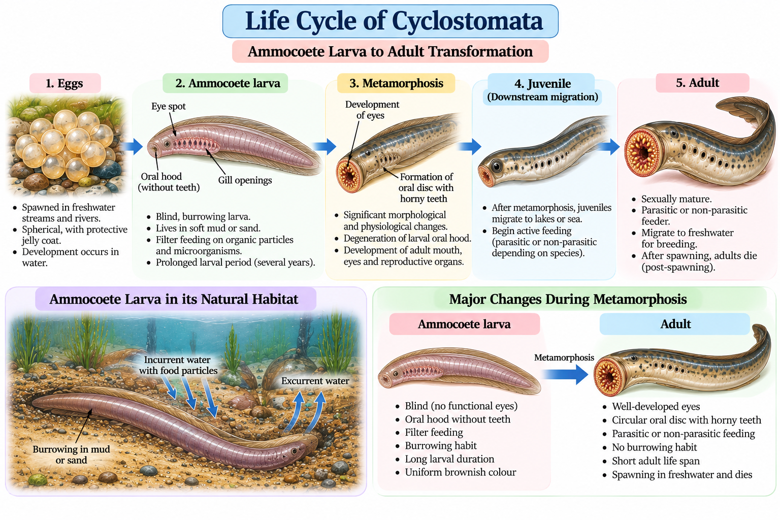 Cyclostomata: Characteristics, Classification, Examples and Features | Zoologyverse Life cycle of Cyclostomata showing egg, ammocoete larva, metamorphosis, juvenile, and adult stages