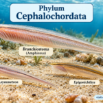 Phylum Cephalochordata: Characteristics, Classification & Examples