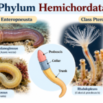 Phylum Hemichordata Characteristics, Classification & Examples