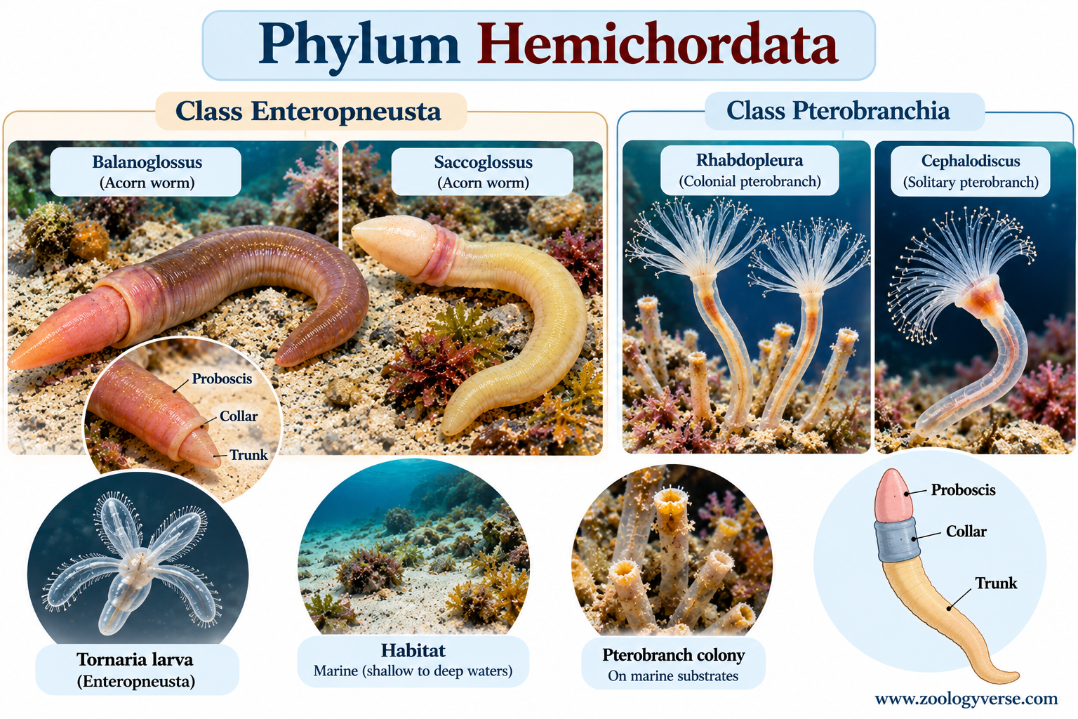 Phylum Hemichordata: Characteristics, Classification & Examples | Zoologyverse Phylum Hemichordata Characteristics, Classification & Examples