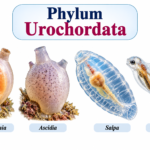 Phylum Urochordata: Characteristics, Classification & Examples