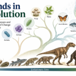 Trends in Evolution Types, Examples & Mechanisms