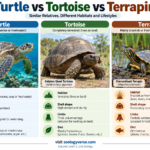 Turtle vs Tortoise vs Terrapin