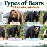 Types of Bears: All 8 Species in the World Explained
