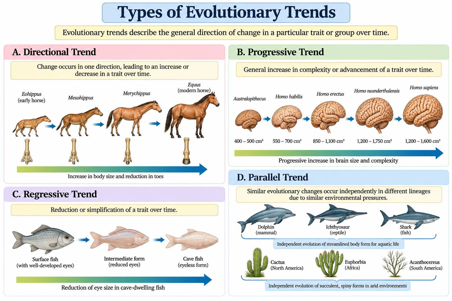 Trends in Evolution: Types, Examples & Mechanisms | Zoologyverse Trends in Evolution showing directional, progressive, regressive, and parallel evolutionary changes