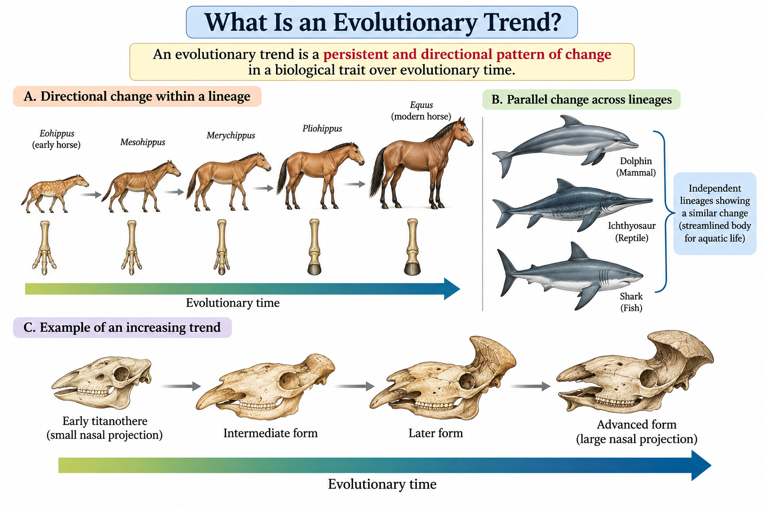 Trends in Evolution: Types, Examples & Mechanisms | Zoologyverse Diagram showing evolutionary trends, including directional change within a lineage, parallel evolution, and increasing titanothere horn size (trends in evolution)