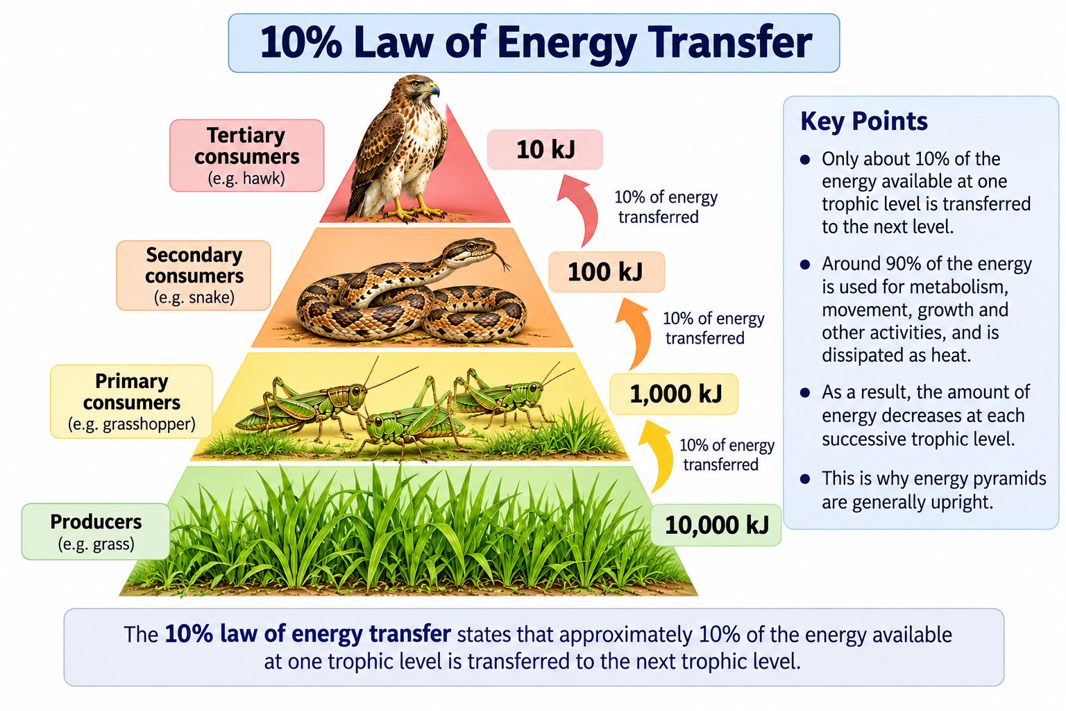 Energy Flow in an Ecosystem: Steps and 10% Law | Zoologyverse 10% law of energy transfer shown in an energy pyramid with producers at 10,000 kJ, grasshoppers at 1,000 kJ, snakes at 100 kJ, and hawks at 10 kJ.